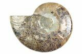 Cut & Polished Ammonite Fossil (Half) - Madagascar #345983-1